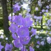 campanula persicifolia
